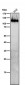 Anti-Integrin beta 7 Rabbit Monoclonal Antibody